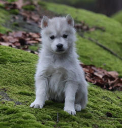 Siberian Husky Nordic Fire