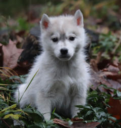 Siberian Husky Nordic Fire