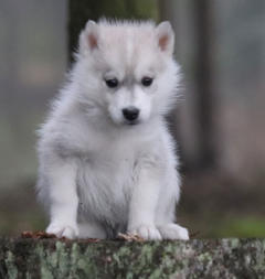 Siberian Husky Nordic Fire