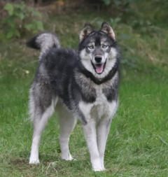 Siberian Husky Nordic Fire