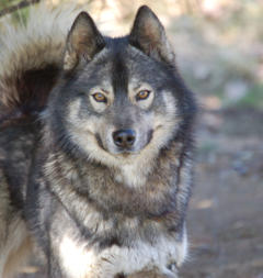 Siberian Husky Nordic Fire