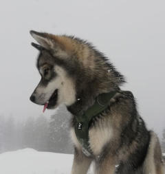 Siberian Husky Nordic Fire