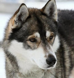 Siberian Husky Nordic Fire