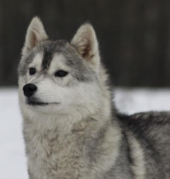 Siberian Husky Nordic Fire