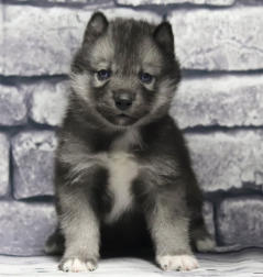 Siberian Husky Nordic Fire