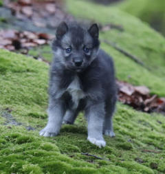 Siberian Husky Nordic Fire