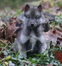 Siberian Husky Nordic Fire