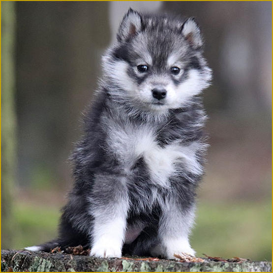 Siberian Husky Nordic Fire