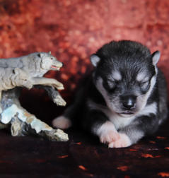 Siberian Husky Nordic Fire