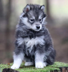 Siberian Husky Nordic Fire