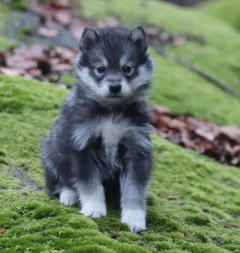 Siberian Husky Nordic Fire