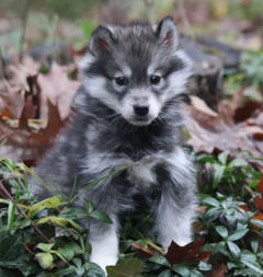 Siberian Husky Nordic Fire