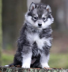 Siberian Husky Nordic Fire