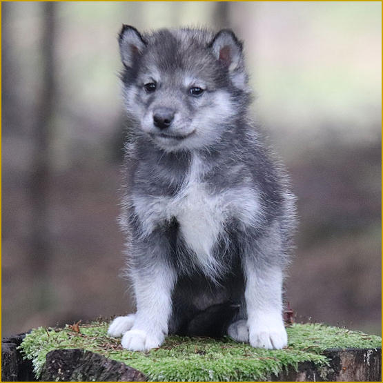 Siberian Husky Nordic Fire