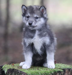 Siberian Husky Nordic Fire