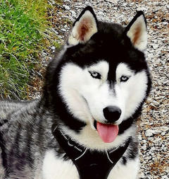 Siberian Husky Nordic Fire