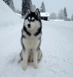 Siberian Husky Nordic Fire