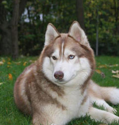 Siberian Husky Nordic Fire