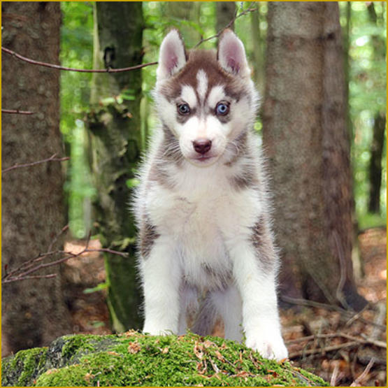 Siberian Husky Nordic Fire