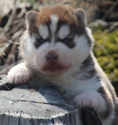 Siberian Husky Nordic Fire