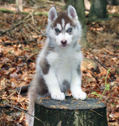 Siberian Husky Nordic Fire