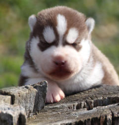 Siberian Husky Nordic Fire