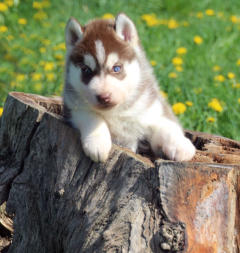 Siberian Husky Nordic Fire