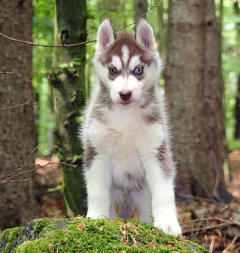 Siberian Husky Nordic Fire