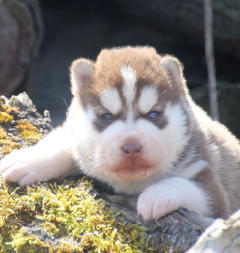 Siberian Husky Nordic Fire