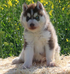 Siberian Husky Nordic Fire