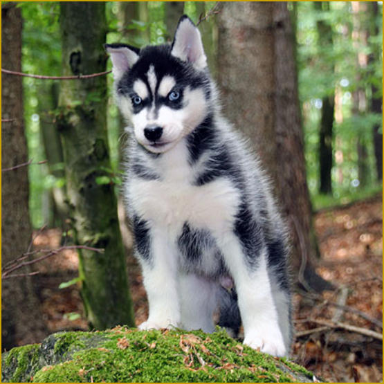 Siberian Husky Nordic Fire