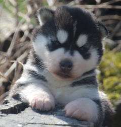 Siberian Husky Nordic Fire