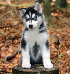 Siberian Husky Nordic Fire