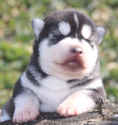 Siberian Husky Nordic Fire