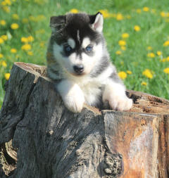 Siberian Husky Nordic Fire