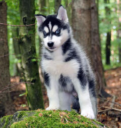 Siberian Husky Nordic Fire