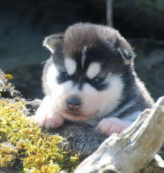 Siberian Husky Nordic Fire