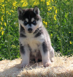 Siberian Husky Nordic Fire