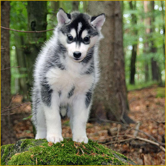 Siberian Husky Nordic Fire