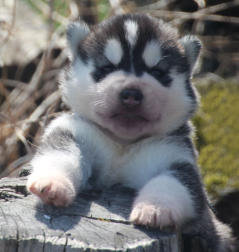 Siberian Husky Nordic Fire