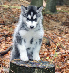 Siberian Husky Nordic Fire