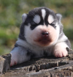 Siberian Husky Nordic Fire