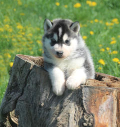 Siberian Husky Nordic Fire