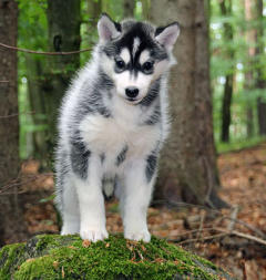 Siberian Husky Nordic Fire