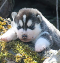 Siberian Husky Nordic Fire