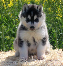 Siberian Husky Nordic Fire