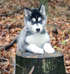 Siberian Husky Nordic Fire