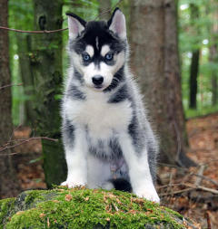 Siberian Husky Nordic Fire