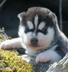 Siberian Husky Nordic Fire