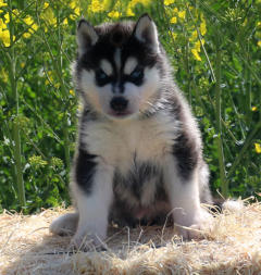 Siberian Husky Nordic Fire